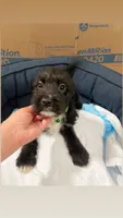 Blueberry, a female American Bully and Poodle - Miniature  for sale in North Brunswick, NJ – 2 of 2
