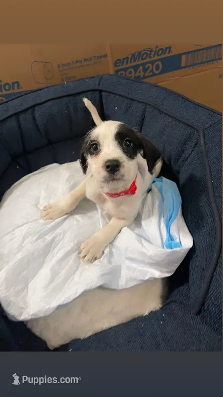 Cherry – American Bully, Poodle - Miniature  puppy for sale in North Brunswick, NJ