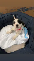 Cherry, a female American Bully and Poodle - Miniature  for sale in North Brunswick, NJ – 1 of 2