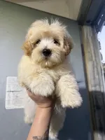 Thor, a male Maltipoo for sale in North Brunswick, NJ – 2 of 2