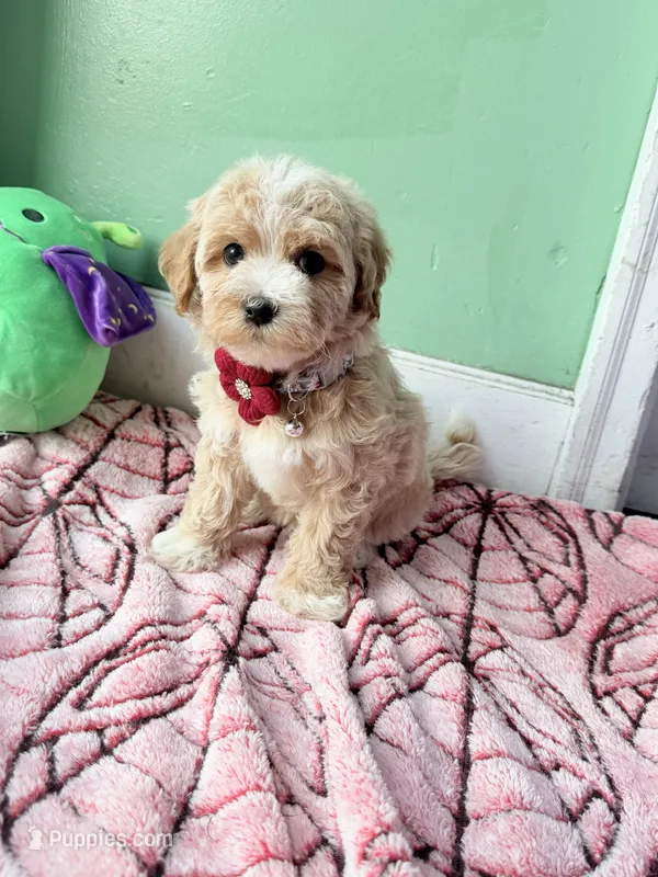 Daisy – Havapoo puppy for sale in North Brunswick, NJ