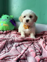 Lily, a female Havapoo for sale in North Brunswick, NJ – 3 of 5