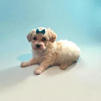 Paris, a female Havapoo for sale in North Brunswick, NJ – Photo 2 of 2