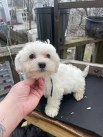 Whiskey, a male Maltipoo for sale in North Brunswick, NJ – Photo 1 of 2