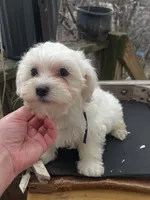 Whiskey, a male Maltipoo for sale in North Brunswick, NJ – Photo 2 of 2