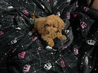 Kylie, a female Miniature Goldendoodle for sale in North Brunswick, NJ – 2 of 4