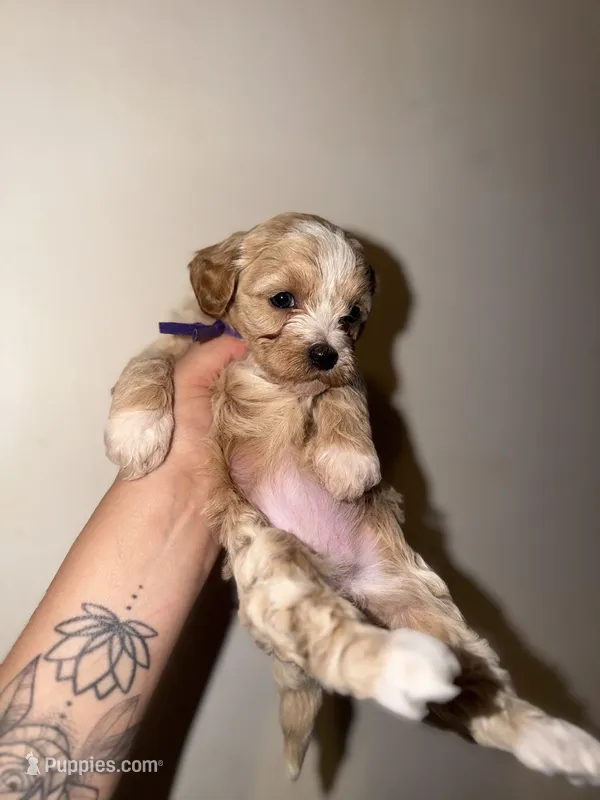 Daisy – Havapoo puppy for sale in North Brunswick, NJ