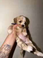 Daisy, a female Havapoo for sale in North Brunswick, NJ – 1 of 6