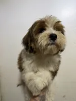 Teddy, a male Shorkie for sale in North Brunswick, NJ – 3 of 3
