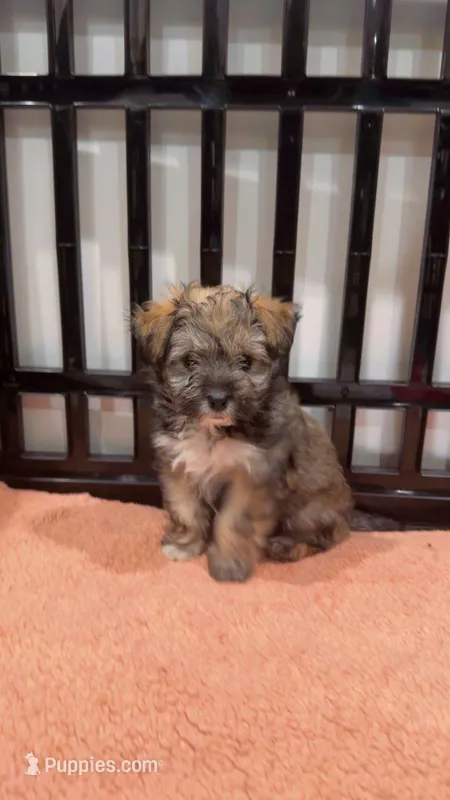 Peanut, a male Maltipom for sale in North Brunswick, NJ – Photo 1 of 2