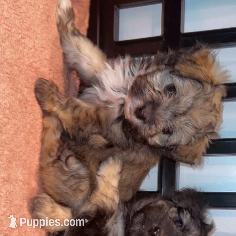 Peanut, a male Maltipom for sale in North Brunswick, NJ – Photo 2 of 2