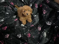 Kylie, a female Miniature Goldendoodle for sale in North Brunswick, NJ – 4 of 4