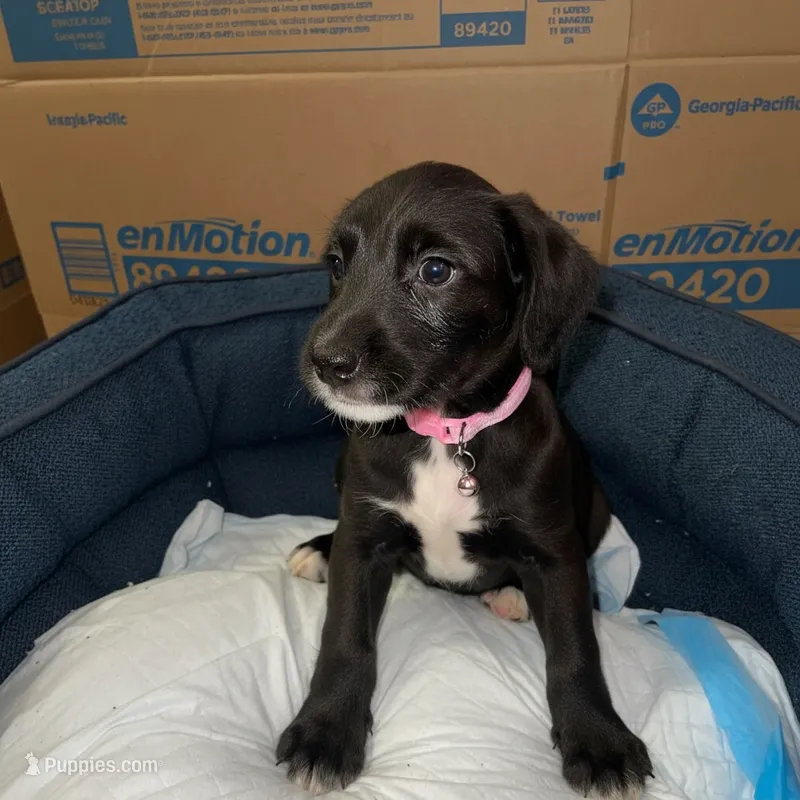 Kiwi – American Bully, Poodle - Miniature  puppy for sale in North Brunswick, NJ