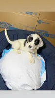 Plum, a female American Bully and Poodle - Miniature  for sale in North Brunswick, NJ – 1 of 2