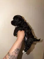 Violet, a female Havapoo for sale in North Brunswick, NJ – 7 of 8