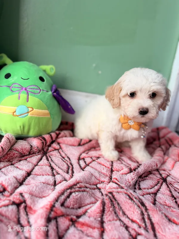 Lily – Havapoo puppy for sale in North Brunswick, NJ