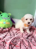 Lily, a female Havapoo for sale in North Brunswick, NJ – 1 of 5