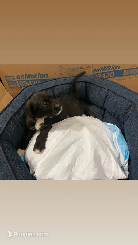 Mango – American Bully, Poodle - Miniature  puppy for sale in North Brunswick, NJ