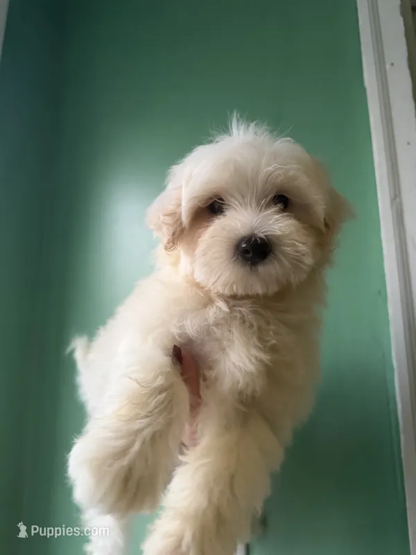 Loki – Maltipoo puppy for sale in North Brunswick, NJ