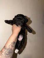 Violet, a female Havapoo for sale in North Brunswick, NJ – 6 of 8