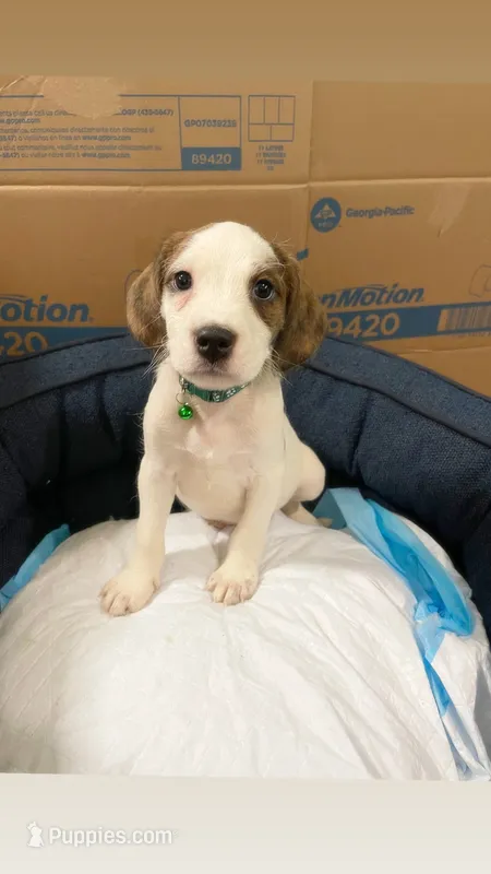 Pomelo, a male American Bully and Poodle - Miniature  for sale in North Brunswick, NJ – 1 of 3