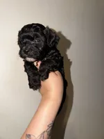 Violet, a female Havapoo for sale in North Brunswick, NJ – 2 of 8