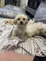 Tequila, a female Maltipoo for sale in North Brunswick, NJ – Photo 2 of 3