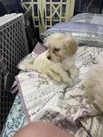 Tequila, a female Maltipoo for sale in North Brunswick, NJ – Photo 3 of 3
