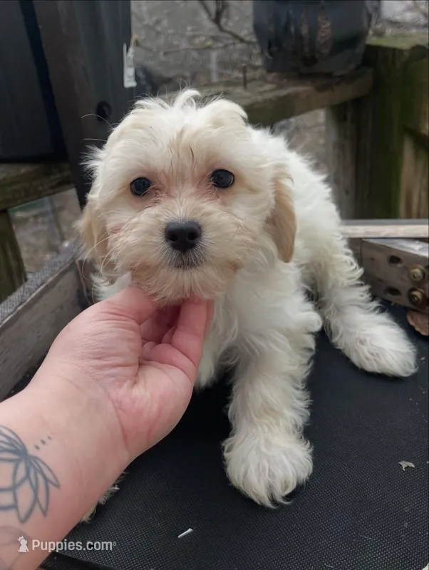 Tequila – Maltipoo puppy for sale in North Brunswick, NJ