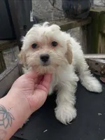Tequila, a female Maltipoo for sale in North Brunswick, NJ – Photo 1 of 4