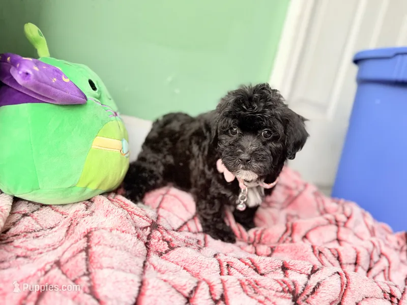 Violet – Havapoo puppy for sale in North Brunswick, NJ