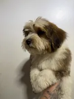Teddy, a male Shorkie for sale in North Brunswick, NJ – 2 of 3