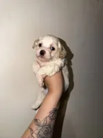 Lily, a female Havapoo for sale in North Brunswick, NJ – 4 of 5