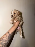 Daisy, a female Havapoo for sale in North Brunswick, NJ – 2 of 6