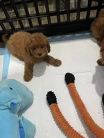 Kenzo, a male Miniature Goldendoodle for sale in North Brunswick, NJ – 3 of 3