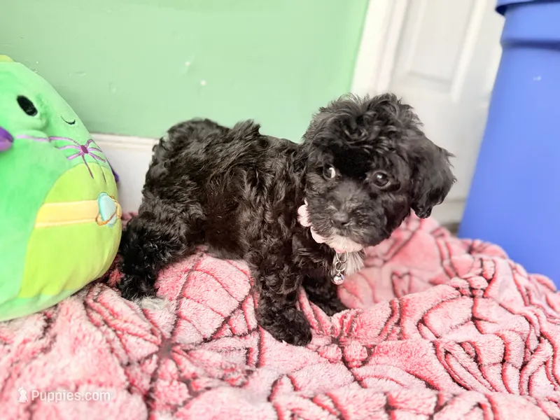 Violet – Havapoo puppy for sale in North Brunswick, NJ