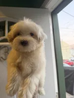 Loki, a male Maltipoo for sale in North Brunswick, NJ – 2 of 2