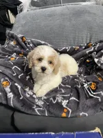 Teddy, a male Havapoo for sale in North Brunswick, NJ – 3 of 4