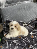 Teddy, a male Havapoo for sale in North Brunswick, NJ – 4 of 4