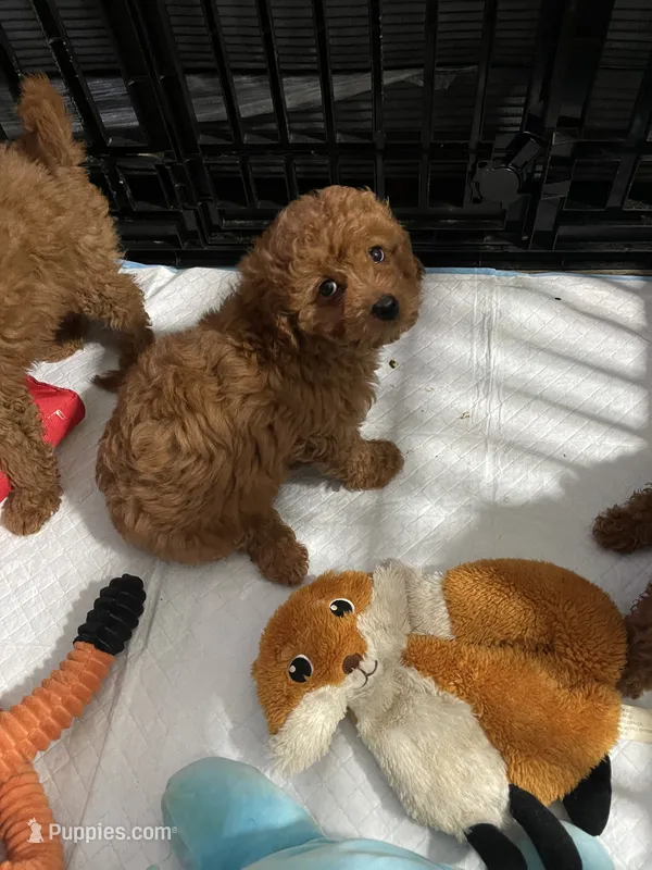 Kylie – Miniature Goldendoodle puppy for sale in North Brunswick, NJ