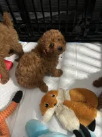 Kylie, a female Miniature Goldendoodle for sale in North Brunswick, NJ – 1 of 4