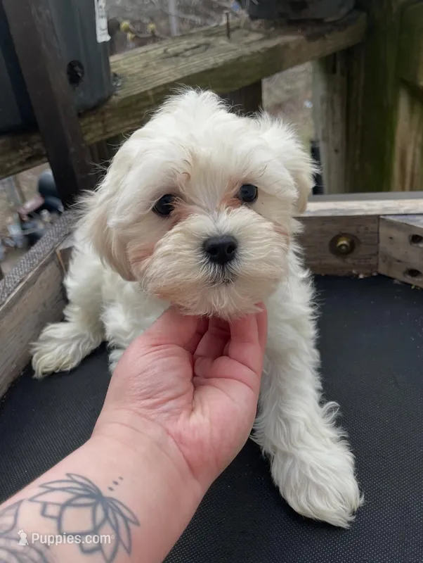 Bailey, a female Maltipoo for sale in North Brunswick, NJ – Photo 1 of 2