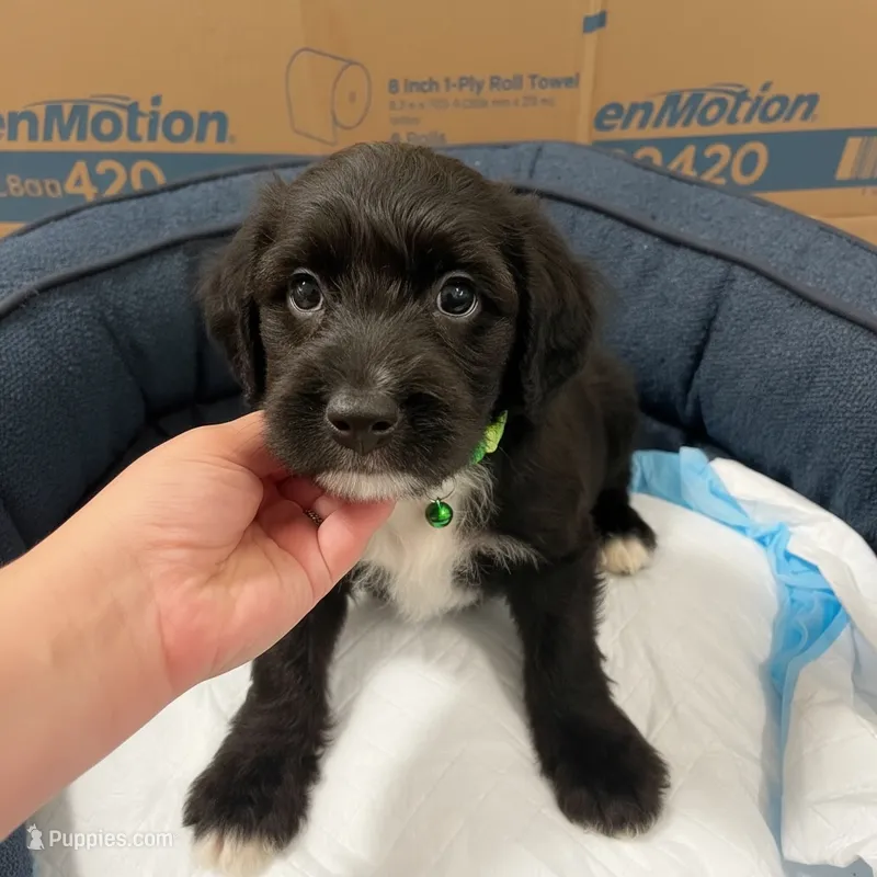 Blueberry – American Bully, Poodle - Miniature  puppy for sale in North Brunswick, NJ