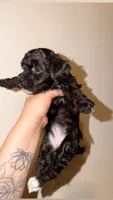 Violet, a female Havapoo for sale in North Brunswick, NJ – 4 of 8