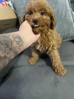Kenzo, a male Miniature Goldendoodle for sale in North Brunswick, NJ – 2 of 3