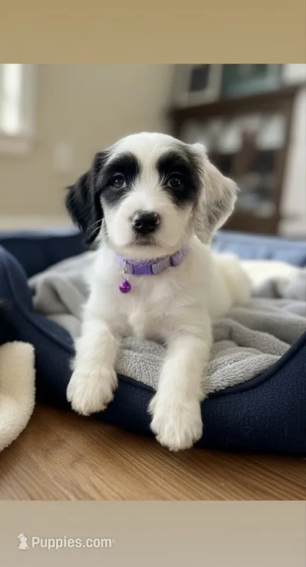 Plum – American Bully, Poodle - Miniature  puppy for sale in North Brunswick, NJ