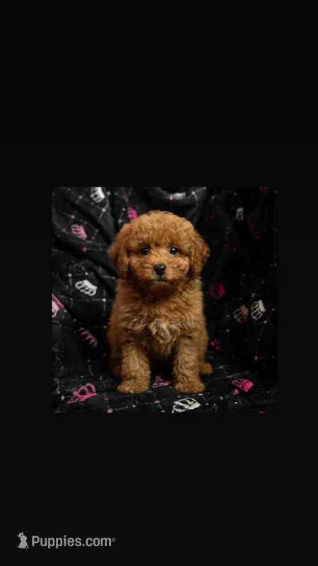 Khloe – Miniature Goldendoodle puppy for sale in North Brunswick, NJ