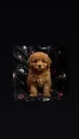 Khloe, a female Miniature Goldendoodle for sale in North Brunswick, NJ – 2 of 3