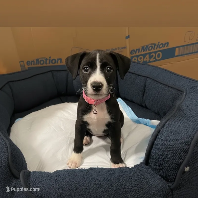 Honeydew – American Bully, Poodle - Miniature  puppy for sale in North Brunswick, NJ