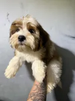 Teddy, a male Shorkie for sale in North Brunswick, NJ – 1 of 3